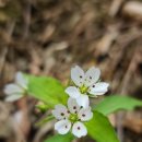 화전민촌 이미지