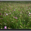 강아지풀 - 보령시 남대천로 96 | 강아지풀