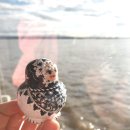 마뜨료쉬카 이미지