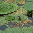 우포1대로 이미지