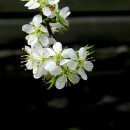 동구릉의 오얏나무의 꽃과 열매 이미지