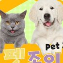 조이 애견 유치원 이미지