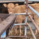 왕곡마을 이미지