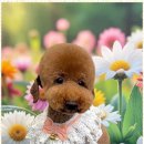 미용하는 강아지 살롱 이미지