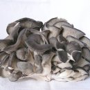 느타리 버섯과 버섯의 종류와 효능 이미지