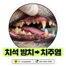 숲속 동물병원 | 강아지 치석 방치하면 치주염 됩니다. 화성 새솔동 숲속동물병원 스케일링 케이스
