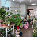 앤스플라워 - 강남구 논현로105길 25 | 앤스플라워