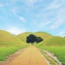 양포문어 이미지