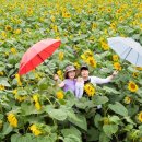 해바라기농장 이미지
