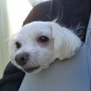 온리유 펫살롱 이미지