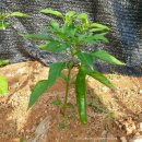 대왕농장1 이미지