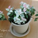 오색집 - 거제시 | 오색집