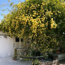 구름다리주유소 | 안강카페] 경주 목향장미 명소 카페 베네딕트 실시간(4월 25일) 개화 상태, 솔직 브런치 후기(주차 꿀팁)