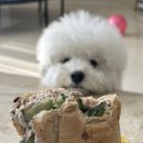 오!샌드위치 | 써브웨이 오이덕후 오!이맛아입니까 오이참치샌드위치 내돈내산 후기
