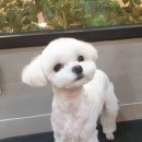 바니펫살롱 이미지