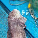 화진호이선장네 이미지