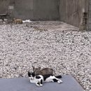 CU(진해루휴게소점) 이미지