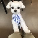 도니바니 애견유치원 이미지