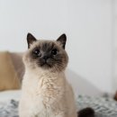 엘동물의료센터 이미지