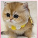 고양이분양 제나캣 화명점 | 해운대 고양이분양 특별한 고양이 분양 매장 제나캣(ZENACAT) 후기🐾