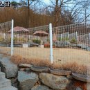 멍스타애견 티스토리