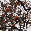 감나무골 이미지