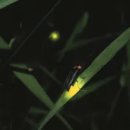 참외생태학습원 | 반딧불이