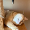 고양이다락방 | 신촌에서 이색 놀거리를 찾는다면? &#34;고양이다락방&#34; 신촌점 방문 후기 🐱🤍