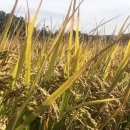 태안쌀상회 이미지