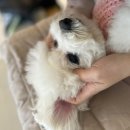 전주애견유치원 고마워복실아 이미지