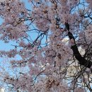 장안벚꽃길 이미지