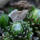 아지랭이 이미지