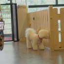 코코멍 이미지