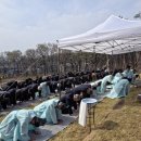 직강공시제 봉행, 도내동 벗꽃도 만개 이미지