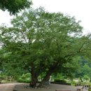 죽령옛길의 산증인 영주 수철리 느티나무 이미지
