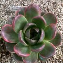 에코플라이 이미지