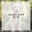 댕댕이밥상 이미지