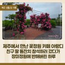 아랑디 | 제주 카페 아랑디 돌잔치 참석 후기, 장미정원에 반하고 온 특별한 하루
