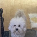 트리트멍트 이미지