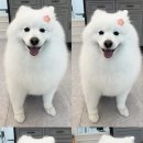 포실하개 이미지