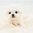 우아펫 대전점 | 대전강아지분양 파라다이스펫에서 따뜻하게