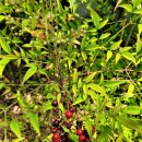 들꽃도서관 이미지