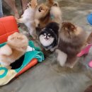 메르시몽프레 포메분양&애견카페 이미지