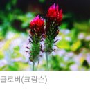 네잎클로버 이미지