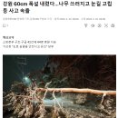 강원 60cm 폭설 내렸다…나무 쓰러지고 눈길 고립 등 사고 속출 이미지