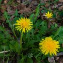 민들레병원 이미지