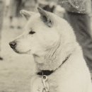복개루