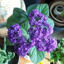 커피꽃향기 이미지