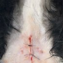 포레브동물의료센터 이미지