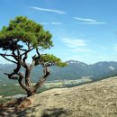 바위와소나무 Daum카페